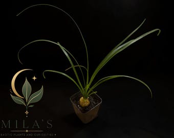 Pode incluir: Uma planta pequena com uma base bulbosa e folhas verdes longas, finas e arqueadas crescendo num vaso de plástico quadrado. À esquerda, um logótipo dourado de meia-lua e folha aparece acima do texto MILA'S EXOTIC PLANTS AND CURIOSITIES.