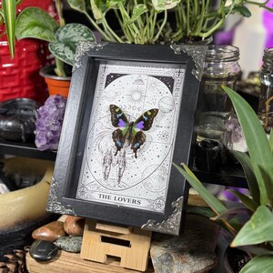 K&ouml;nnte beinhalten: Ein gerahmtes Kunstwerk mit einem Schmetterling mit blauen, gr&uuml;nen und lila Fl&uuml;geln. Das Kunstwerk ist vor einem wei&szlig;en Hintergrund mit astrologischen Symbolen und dem Text "THE LOVERS" platziert. Der Rahmen ist schwarz mit dekorativen silbernen Ecken.