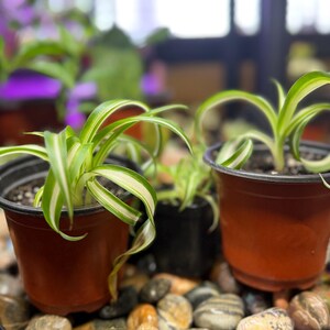 May include: Three potted spider plants with green and white striped leaves. The plants are in small, brown plastic pots. The pots are sitting on a bed of small, smooth stones. The background is blurred, with other plants visible.