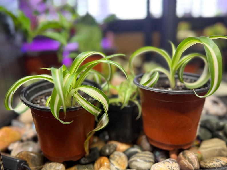 May include: Three potted spider plants with green and white striped leaves. The plants are in small, brown plastic pots. The pots are sitting on a bed of small, smooth stones. The background is blurred, with other plants visible.
