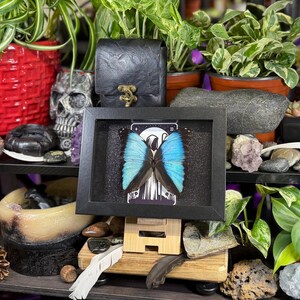 Blue Morpho “The Hermit Midnight” Framed Specimen Art | Morpho deidamia Dark Gothic Tarot Decor image 8