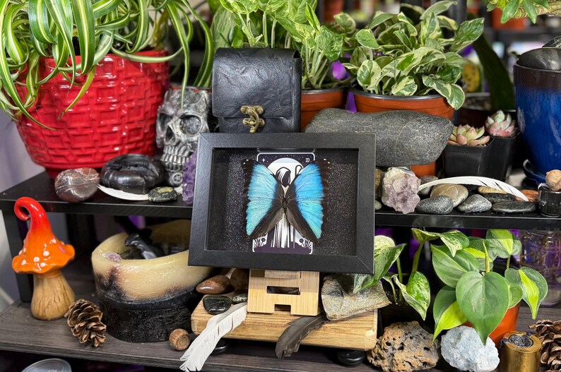 Blue Morpho “The Hermit Midnight” Framed Specimen Art | Morpho deidamia Dark Gothic Tarot Decor image 8