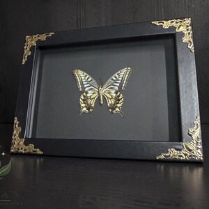 May include: A rectangular black picture frame containing a preserved butterfly specimen with yellow, black, and white wings. The frame features ornate gold-colored metal corner accents and a solid black background behind the butterfly.
