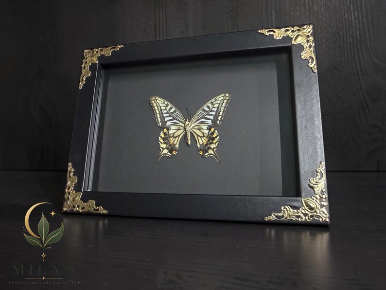 May include: A rectangular black picture frame containing a preserved butterfly specimen with yellow, black, and white wings. The frame features ornate gold-colored metal corner accents and a solid black background behind the butterfly.
