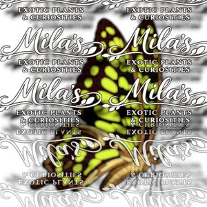 Green Tailed Jay PNG Pack 2 of 2 | 19 Graphium agamemnon 300 DPI Butterfly Clipart Files image 12