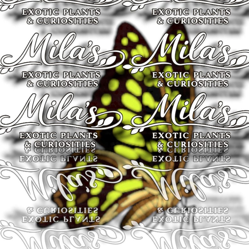 Green Tailed Jay PNG Pack 2 of 2 | 19 Graphium agamemnon 300 DPI Butterfly Clipart Files image 12