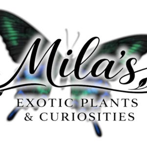 以下が含まれることがあります： Mila's Exotic Plants & Curiositiesのロゴ。緑と青の羽を持つ蝶のデザインで、優雅な筆記体で会社名が書かれています。「EXOTIC PLANTS & CURIOSITIES」のテキストが名前の下にあります。
