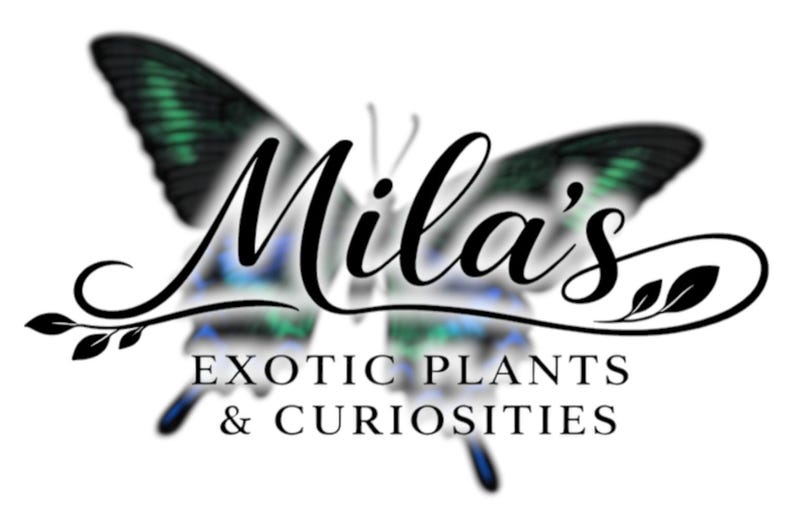 以下が含まれることがあります： Mila's Exotic Plants & Curiositiesのロゴ。緑と青の羽を持つ蝶のデザインで、優雅な筆記体で会社名が書かれています。「EXOTIC PLANTS & CURIOSITIES」のテキストが名前の下にあります。