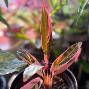 May include: A Stromanthe Triostar plant in a black plastic pot featuring elongated, lance-shaped leaves with a variegated pattern of deep green, cream, and vibrant pink hues. The foliage displays a distinct pink underside and stems.