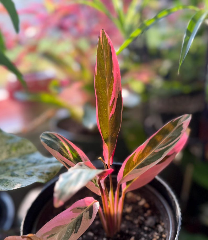 May include: A Stromanthe Triostar plant in a black plastic pot featuring elongated, lance-shaped leaves with a variegated pattern of deep green, cream, and vibrant pink hues. The foliage displays a distinct pink underside and stems.