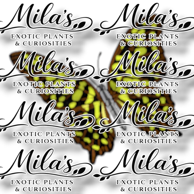 May include: A repeating pattern with the text "Mila's Exotic Plants & Curiosities" in a decorative script. A butterfly with yellow and brown wings is in the center. The design is repeated across a white background.