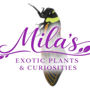 Pode incluir: Um logotipo roxo com o nome "Mila's" em it&aacute;lico e o texto "EXOTIC PLANTS & CURIOSITIES" abaixo. Um inseto estilizado com detalhes amarelos e pretos no fundo.