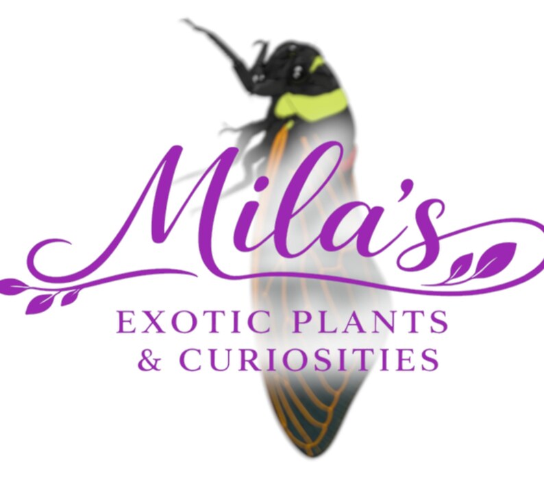 Pode incluir: Um logotipo roxo com o nome "Mila's" em it&aacute;lico e o texto "EXOTIC PLANTS & CURIOSITIES" abaixo. Um inseto estilizado com detalhes amarelos e pretos no fundo.
