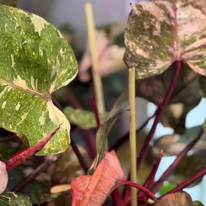 May include: A Philodendron Pink Princess plant featuring heart-shaped leaves with variegated patterns of dark green, cream, and soft pink. The plant has deep burgundy stems and is supported by thin, light-colored wooden stakes for vertical growth.
