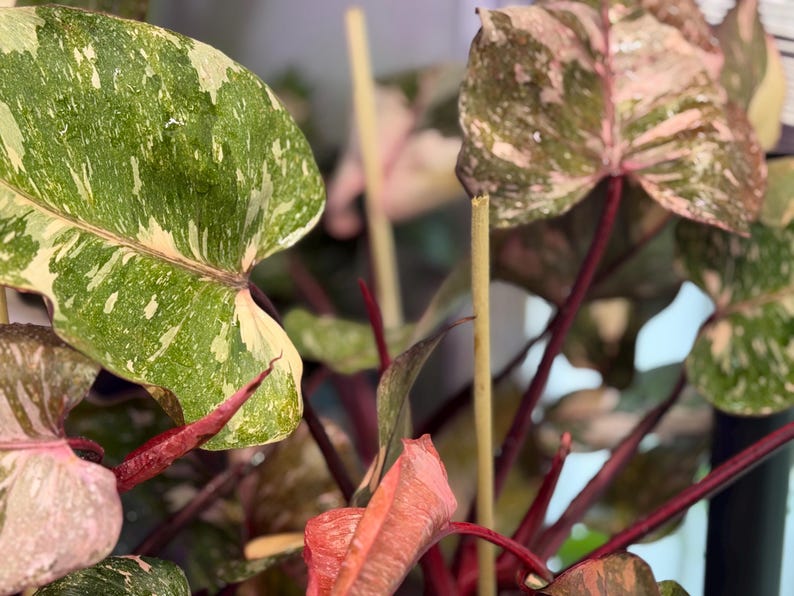 May include: A Philodendron Pink Princess plant featuring heart-shaped leaves with variegated patterns of dark green, cream, and soft pink. The plant has deep burgundy stems and is supported by thin, light-colored wooden stakes for vertical growth.
