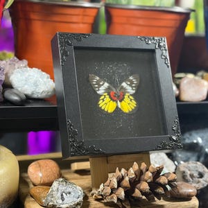 Puede incluir: Un esp&eacute;cimen de mariposa enmarcado en un marco negro, presentado sobre un soporte de madera. La mariposa presenta patrones amarillos, rojos y blancos. El marco cuadrado tiene esquinas decorativas. El fondo es negro.