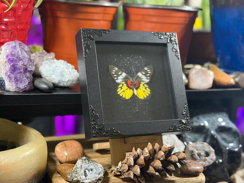 Puede incluir: Un esp&eacute;cimen de mariposa enmarcado en un marco negro, presentado sobre un soporte de madera. La mariposa presenta patrones amarillos, rojos y blancos. El marco cuadrado tiene esquinas decorativas. El fondo es negro.