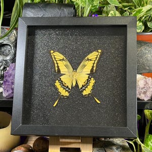 May include: A framed butterfly specimen with a yellow and black pattern. The butterfly is centered on a black glitter background within a black frame. The frame is displayed on a wooden easel, surrounded by plants and decorative items.