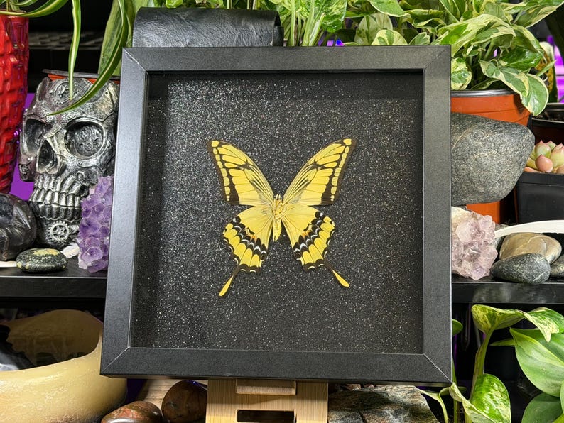 May include: A framed butterfly specimen with a yellow and black pattern. The butterfly is centered on a black glitter background within a black frame. The frame is displayed on a wooden easel, surrounded by plants and decorative items.