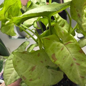 May include: A Syngonium plant featuring arrow-shaped leaves with a light green base color and distinct pinkish-brown speckled variegation. The foliage is arranged on slender green stems, displaying a mix of solid light green and mottled patterns.