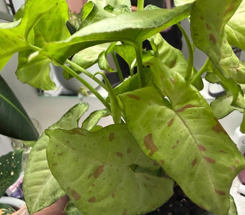 May include: A Syngonium plant featuring arrow-shaped leaves with a light green base color and distinct pinkish-brown speckled variegation. The foliage is arranged on slender green stems, displaying a mix of solid light green and mottled patterns.