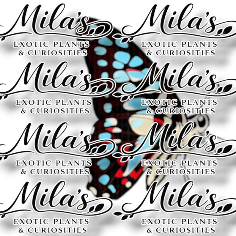 May include: A graphic featuring a butterfly with black, blue, and red patterns. The text "Mila's Exotic Plants & Curiosities" is repeated multiple times in a decorative font, creating a layered effect.