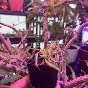 May include: A small potted plant with green and white striped leaves. The plant is in a black plastic pot, held by a hand. The background includes other plants and pots, with a purple and pink hue from the lighting.