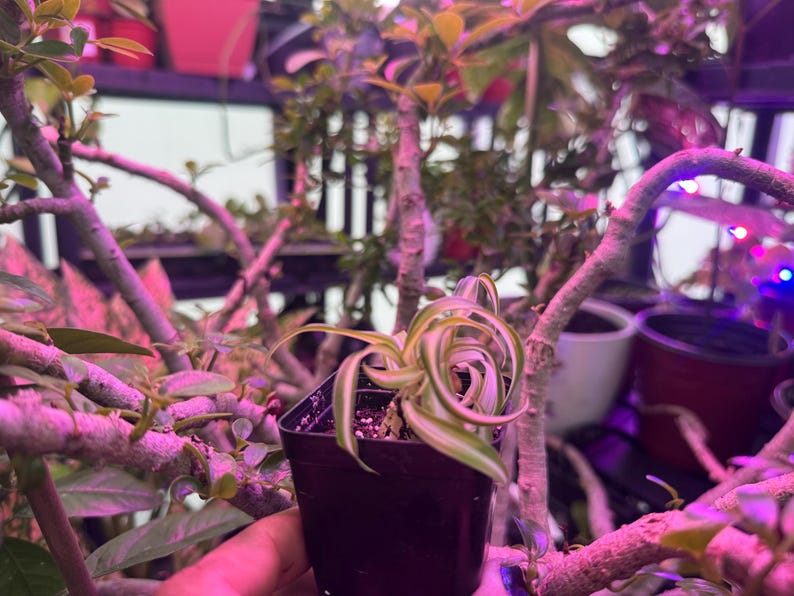 May include: A small potted plant with green and white striped leaves. The plant is in a black plastic pot, held by a hand. The background includes other plants and pots, with a purple and pink hue from the lighting.