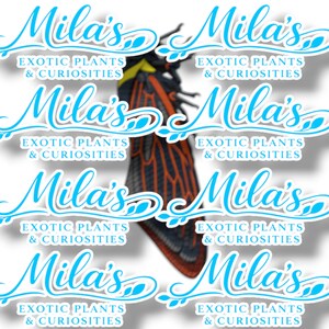 K&ouml;nnte beinhalten: Digital erstelltes Bild einer Zikade mit orangefarbenen und schwarzen Fl&uuml;geln. Das Bild ist mit dem Text "Mila's Exotic Plants & Curiosities" in einem sich wiederholenden Muster in hellblauer Schrift &uuml;berlagert.