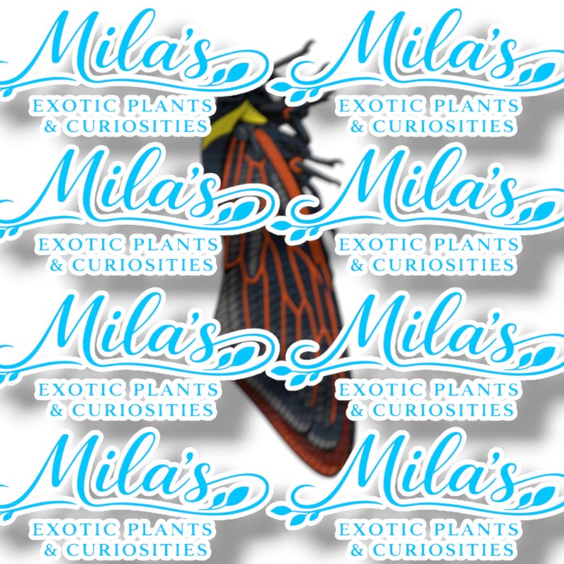 K&ouml;nnte beinhalten: Digital erstelltes Bild einer Zikade mit orangefarbenen und schwarzen Fl&uuml;geln. Das Bild ist mit dem Text "Mila's Exotic Plants & Curiosities" in einem sich wiederholenden Muster in hellblauer Schrift &uuml;berlagert.