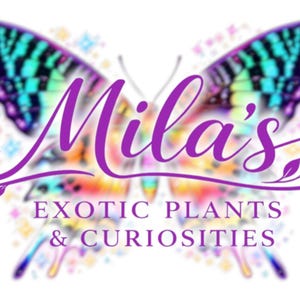 1998 Nostalgia Vibrant Butterfly Art Pack 2- 90's Prints - 300DPI Transparent Background Clipart