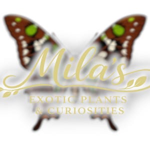 May include: A logo featuring a butterfly with brown and white wings, accented with green spots. The logo includes the name "Mila's" in a cursive font, along with the text "EXOTIC PLANTS & CURIOSITIES" below.