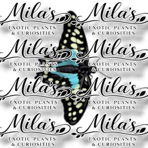May include: A repeating pattern featuring a butterfly with black and yellow markings and blue accents. The text "Mila's Exotic Plants & Curiosities" is repeated in a stylized font, creating a decorative design.