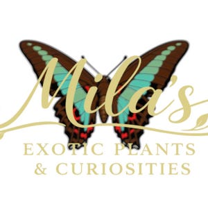 Pode incluir: Logotipo para Mila's Exotic Plants & Curiosities. O logotipo apresenta uma borboleta com detalhes em marrom, verde-azulado e vermelho. O nome da empresa est&aacute; em uma fonte dourada, com a descri&ccedil;&atilde;o da empresa abaixo.