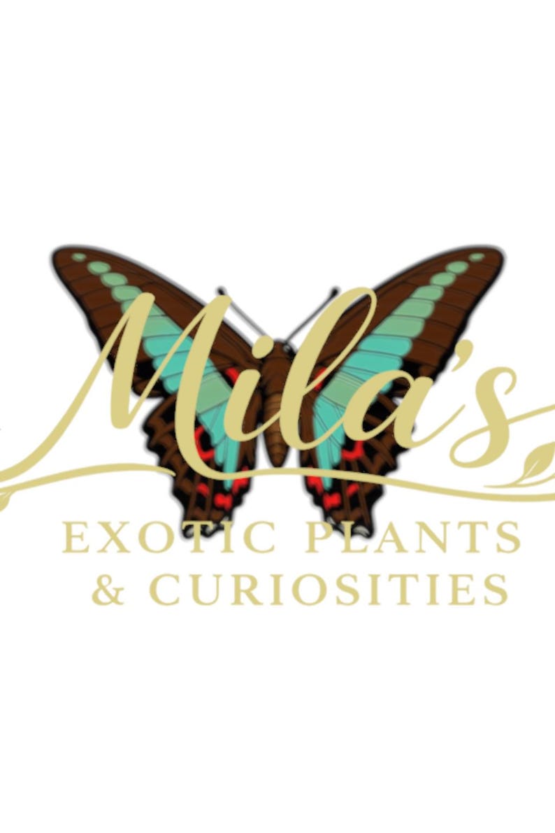 Pode incluir: Logotipo para Mila's Exotic Plants & Curiosities. O logotipo apresenta uma borboleta com detalhes em marrom, verde-azulado e vermelho. O nome da empresa est&aacute; em uma fonte dourada, com a descri&ccedil;&atilde;o da empresa abaixo.