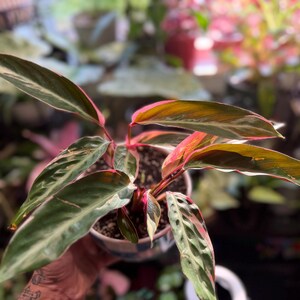 May include: A Stromanthe Triostar plant in a small pot, featuring elongated, lance-shaped leaves with a variegated pattern of dark green, cream, and vibrant pink undersides. The foliage displays a distinct color contrast with bright pink stems.