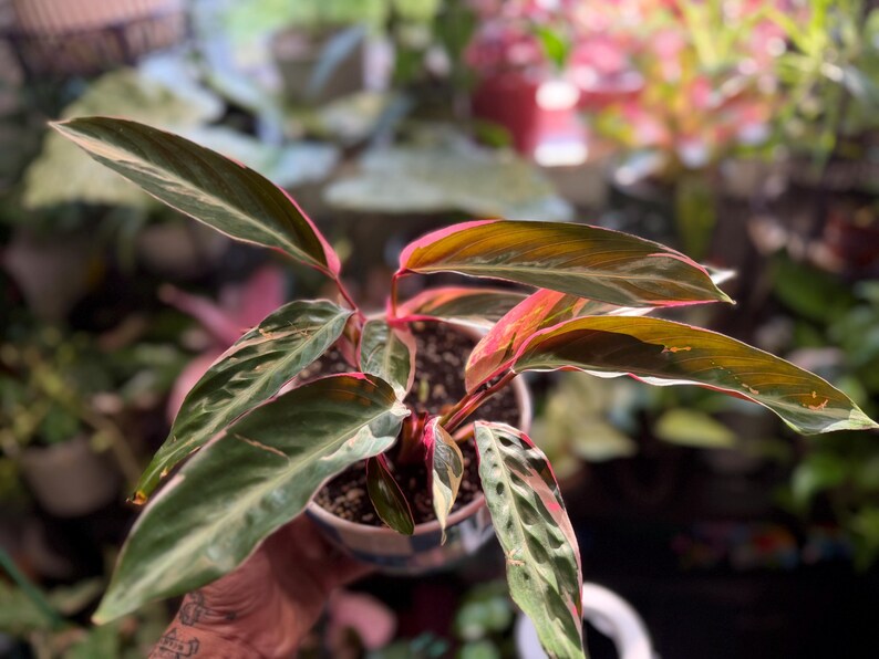 May include: A Stromanthe Triostar plant in a small pot, featuring elongated, lance-shaped leaves with a variegated pattern of dark green, cream, and vibrant pink undersides. The foliage displays a distinct color contrast with bright pink stems.