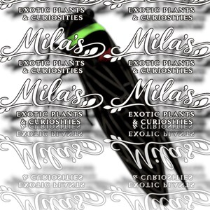 Pode incluir: Um inseto preto e verde com uma faixa verde, a imagem &eacute; sobreposta com o texto "Mila's Exotic Plants & Curiosities". O design &eacute; repetido v&aacute;rias vezes na imagem.