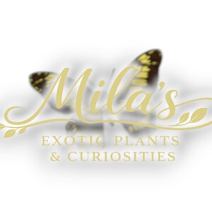 Pode incluir: Logotipo para "Mila's Exotic Plants & Curiosities" com uma borboleta estilizada no fundo, com detalhes amarelos e pretos. O nome da empresa est&aacute; escrito em uma elegante fonte dourada, com o slogan em uma fonte simples.