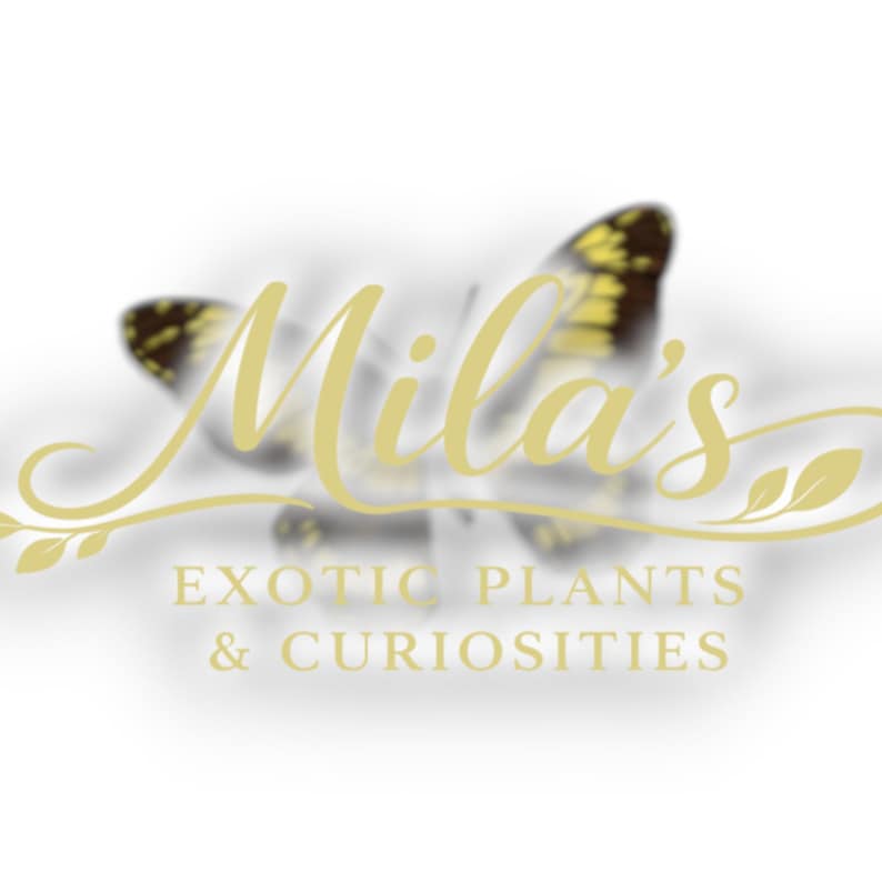Pode incluir: Logotipo para "Mila's Exotic Plants & Curiosities" com uma borboleta estilizada no fundo, com detalhes amarelos e pretos. O nome da empresa est&aacute; escrito em uma elegante fonte dourada, com o slogan em uma fonte simples.