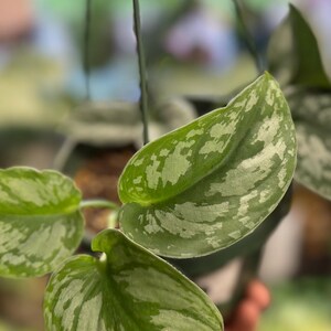 May include: A hanging houseplant featuring heart-shaped leaves with a variegated pattern of deep green and silvery-grey splashes. The plant is potted in a dark container suspended by thin black wires, showcasing its trailing foliage and texture.