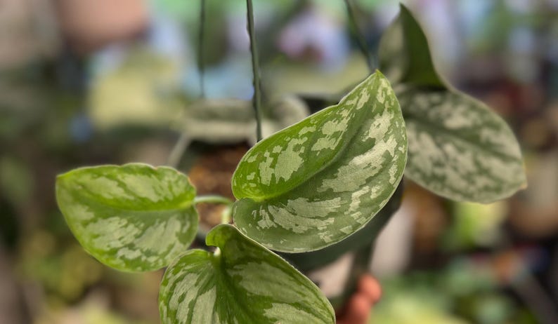May include: A hanging houseplant featuring heart-shaped leaves with a variegated pattern of deep green and silvery-grey splashes. The plant is potted in a dark container suspended by thin black wires, showcasing its trailing foliage and texture.