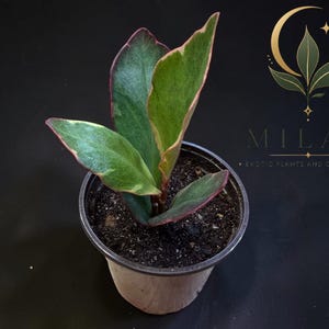 Op de afbeelding: Een kleine potplant met bonte groene bladeren met roze randen, geplant in donkere aarde in een plastic bakje. De tekst MILA'S EXOTIC PLANTS AND CURIOSITIES is zichtbaar in de rechterbovenhoek met een gouden maansikkel-logo.