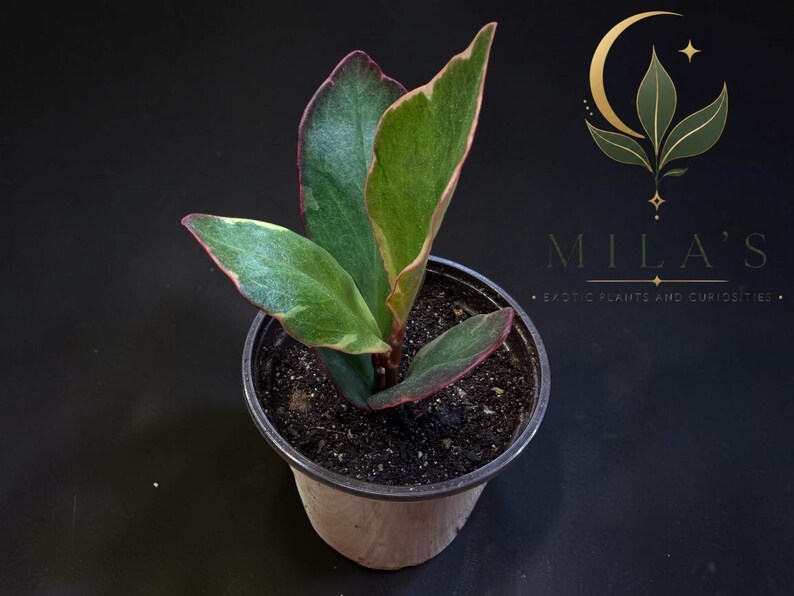 Op de afbeelding: Een kleine potplant met bonte groene bladeren met roze randen, geplant in donkere aarde in een plastic bakje. De tekst MILA'S EXOTIC PLANTS AND CURIOSITIES is zichtbaar in de rechterbovenhoek met een gouden maansikkel-logo.