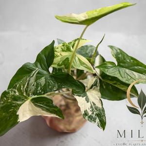 May include: A Syngonium podophyllum albo-variegatum plant with arrow-shaped leaves featuring a mix of deep green and creamy white variegation, housed in a glass container. The logo for MILA'S EXOTIC PLANTS AND CURIOSITIES is visible in the corner.