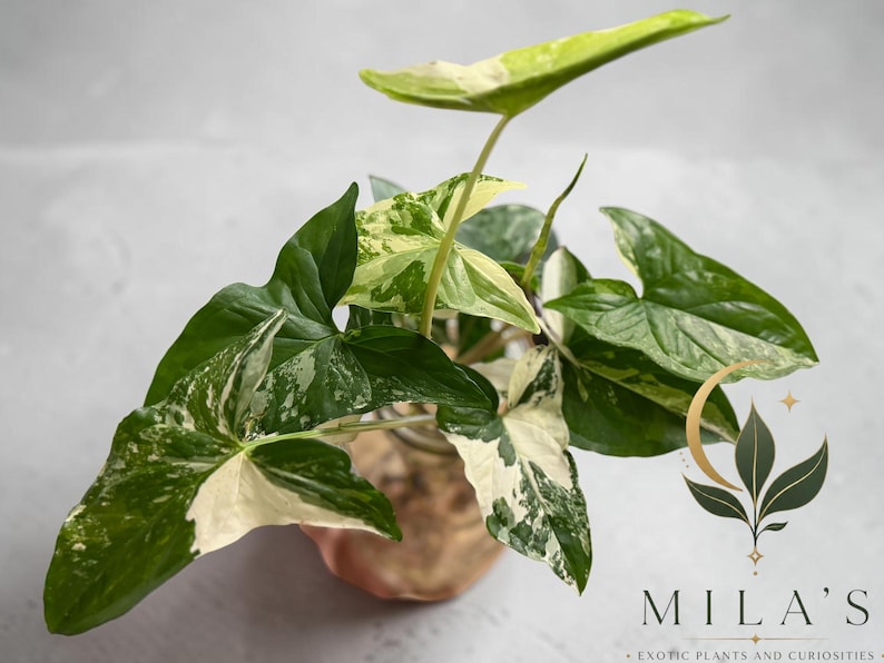May include: A Syngonium podophyllum albo-variegatum plant with arrow-shaped leaves featuring a mix of deep green and creamy white variegation, housed in a glass container. The logo for MILA'S EXOTIC PLANTS AND CURIOSITIES is visible in the corner.
