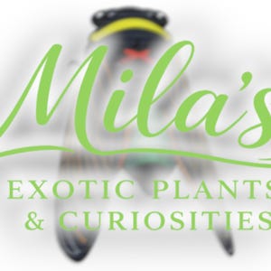 May include: Logo for "Mila's Exotic Plants & Curiosities" in light green script over a blurred image of a cicada. The text is centered and the cicada is in the background. The logo is on a white background.
