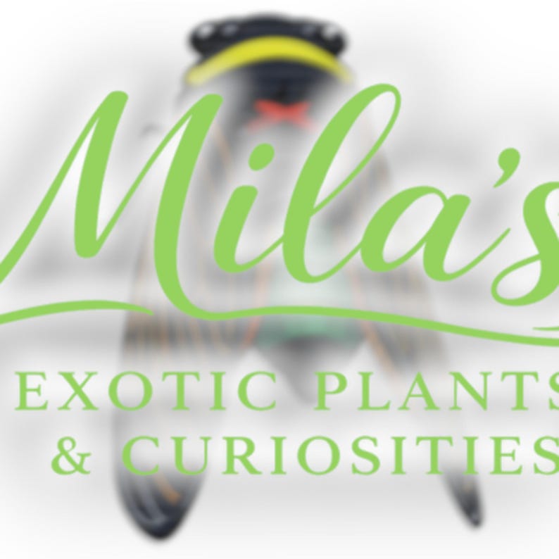 May include: Logo for "Mila's Exotic Plants & Curiosities" in light green script over a blurred image of a cicada. The text is centered and the cicada is in the background. The logo is on a white background.