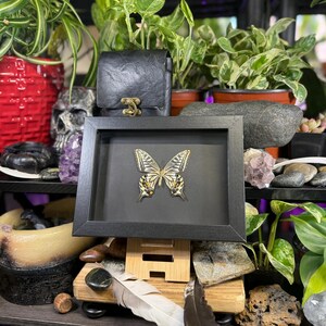 May include: A framed butterfly specimen with a black frame. The butterfly has yellow and black markings. The frame is displayed on a wooden stand. The background includes plants, a skull, and other decorative items.