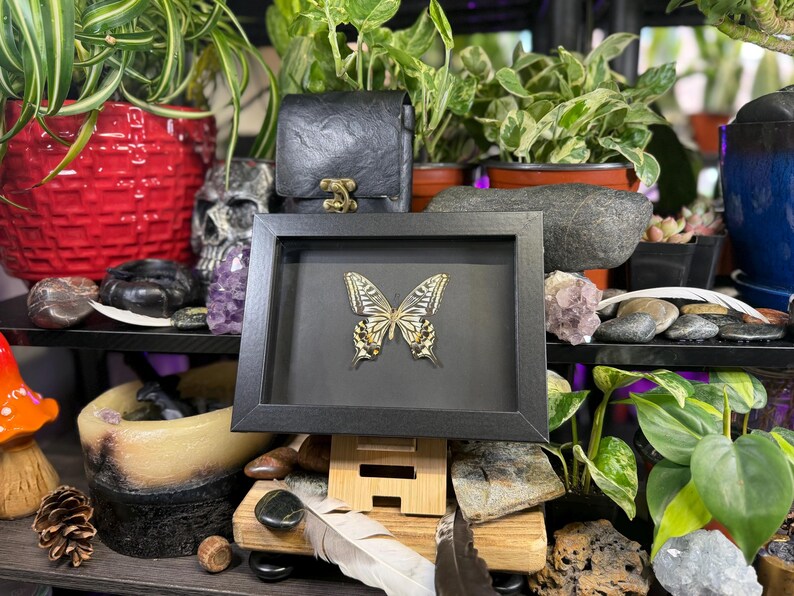 May include: A framed butterfly specimen with a black frame. The butterfly has yellow and black markings. The frame is displayed on a wooden stand. The background includes plants, a skull, and other decorative items.